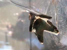 viking drinking horn mount